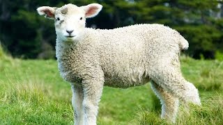 Sheep for Kids  Great Collection of Cute Lamb Videos for Children [upl. by Yadrahs]