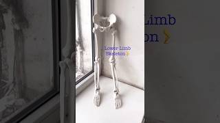 Lower Limb Skeleton 🦵 Human Anatomy shorts medical study [upl. by Zigrang]