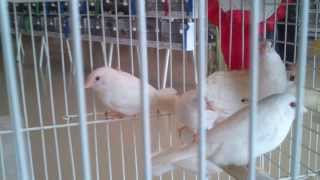 Society finch albino sale market azores birds expo 2013 [upl. by Niasuh]