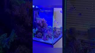 Aquaone reefsys 180 aquarium fish fishtank reef coral reeftank aquascape saltwater [upl. by Ellimaj]