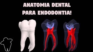 Dentista Estuda 4 PT 1 Anatomia Dental Aplicada à Endodontia  Resumo  Material Complementar [upl. by Ennaeilsel]