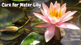 How to care water lily  All about water lily growing tips and care पानी के पौधे [upl. by Lanna]