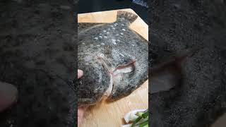 Turbot Fish  are the tastiest and most expensive type of flatfishshortvideo food youtubeshorts [upl. by Woodson]