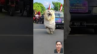 MACAN APA SINGA⁉️😱canmacanan barongan canmacananofficial reogponorogo reog lion [upl. by Aihsemat]