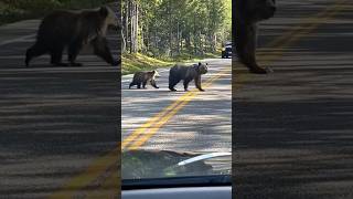 Grizzly Bears Yellowstone [upl. by Yarahs750]