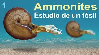 Ammonites una historia del Cretácico divulgación científica [upl. by Uwkuhceki944]