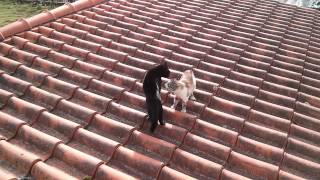 Cats fighting on roof and falling [upl. by Ellahcim]