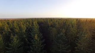 Protecting Canadas Boreal Forest  Birch River Wildland Park [upl. by Viridi]