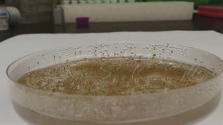 Resuspending seeds in top agarose for even spreading on plates [upl. by Isayg581]