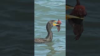 Hungry cormorant swallows huge red fish alive bird birdsofprey wildlife nature fishing [upl. by Anawt812]