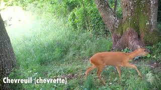 Animaux sauvages de nos forêts Partie 7 chevreuils martre renard blaireaux  Full HD [upl. by Oakman507]