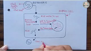 Replication of RETROVIRUS  Retrovirus infected normal cell AIDS Virus [upl. by Lahsiv361]