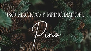 Uso MÁGICO y MEDICINAL del PINO [upl. by Holtorf]