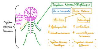 Organisation du système nerveux humain [upl. by Enyr596]