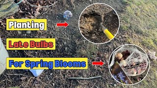 The Fastest Easiest Way for Procrastinating Gardeners to Plant Late Bulbs for Spring Blooms [upl. by Prudy]