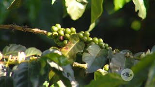 Sistema agroforestal en cultivos de café [upl. by Ahsekyt]