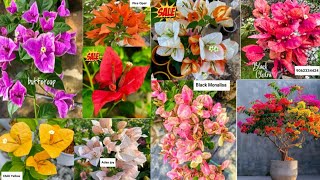 Top 20 New Bougainvillea Varieties 2024 with Names and ID horticultureking [upl. by Giuseppe]