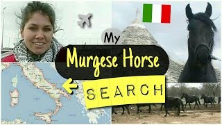 My MURGESE HORSE Search in Puglia ITALY  ENGL SUBS [upl. by Barr471]