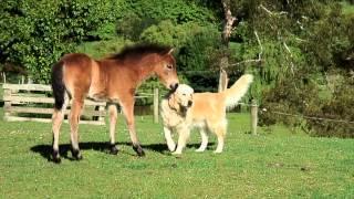 Documentary on Dartmoor Ponies [upl. by Knowland]