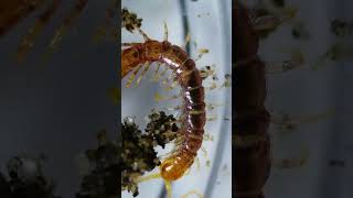 Exploring Brown centipede or Stone centipede under a Microscope [upl. by Mungo]