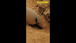 Armadillo Armadillo [upl. by Bertle]