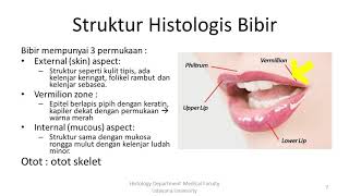 soft palate palatum molle [upl. by Joelly]