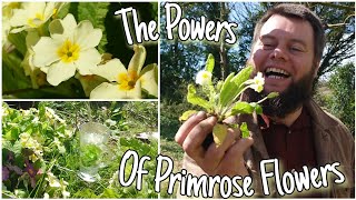 The Powers Of Primrose Flowers 🌸 Wild Edible amp Medicinal Herbs Primula Vulgaris [upl. by Anaher]