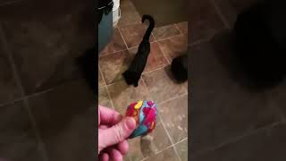 Full video of kitten playing fatch [upl. by Roxane814]