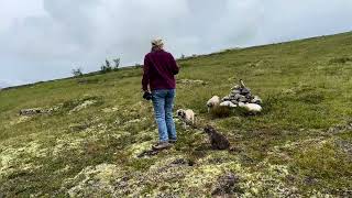 Rondane und Dovre Nationalpark [upl. by Anelet]