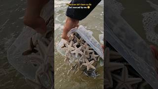 Rescue mission Over 100 Starfish safely returned to their home 🥺 [upl. by Ayhdnas]