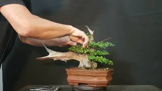 🔴COMO HACER UN BONSAI 👉PINZADO DEL TANUKI LIGUSTRINA [upl. by Eytak]