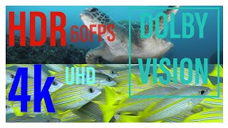 This is YouTube 4K 60FPS DOLBY VISION Video Ocean Animal Adventures [upl. by Haney]