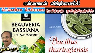 பெவேரியாபேசியானா  பேசில்லஸ் துரிஞ்சியன்சிஸ் என்ன வித்தியாசம் Brittoraj 9944450552 [upl. by Nitnelav250]