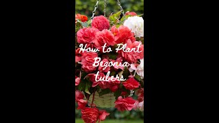 How to Plant Begonia Tubers  Get Ready For Summer ☀️ [upl. by Winther]