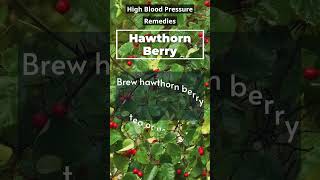 Hawthorn Berry Natures Heart Health Hero 🍒❤️ healthydiet highbloodpressure naturalremedy [upl. by Treulich]