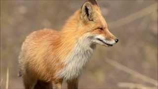 Renard roux et ses renardeaux [upl. by Yesnil685]