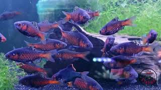 Odessa Barbs tropical fish a quick look at the finest [upl. by Eilssel]