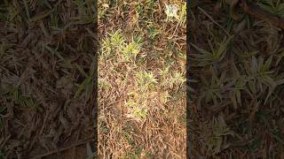 White Cynodon dactylon grass  youtubeshorts shortsfeed [upl. by Yrocej345]