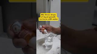 Propagating Lemongrass using liquid Growth hormone garden [upl. by Lubow]