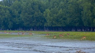 नीलगिरि पर्वत श्रृंखला के जैवमंडल।—Nilgiri Biosphere Ecosystem amp Wildlife—HindiDocumentary EP2 [upl. by Nnateragram300]