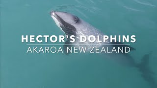 Swimming with Hectors Dolphins in Akaroa New Zealand Onuku Farm Hostel [upl. by Baptiste]