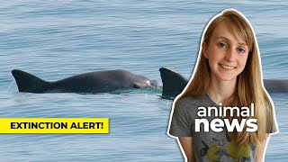 Rare vaquita porpoises on the verge of extinction  CBC Kids News [upl. by Peria]