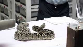 Venom Extraction Eastern Diamondback Rattlesnake [upl. by Hsetih839]