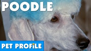 Poodle Pet Profile  Bondi Vet [upl. by Weatherley]