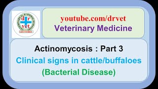 Actinomycosis Part 3  Clinical signs in cattle [upl. by Oirotciv]