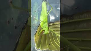 Hexacentrus Unicolor predatory katydid eating other insects red runner roach Singapore [upl. by Leahcimed513]