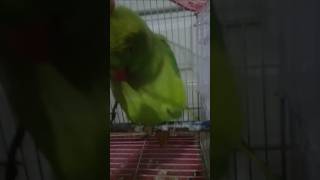 Choti si pyari si hari mirch apne hair ki apni aapi ke hand se kangi Karwa rahi haimytalkingparrot [upl. by Julietta]