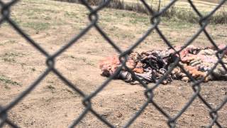 Meat Feed for the lions at Antelope Park [upl. by Uke]