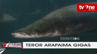 Inilah Ikan Arapaima Gigas di Museum Ikan TMII [upl. by Hilarius16]