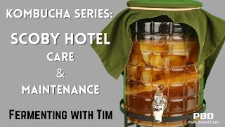 Kombucha SCOBY Hotel Maintenance  SCOBY care and SCOBY HOTEL  How to set up a SCOBY hotel [upl. by Straub]